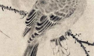 男子打死一只珠颈斑鸠被刑拘