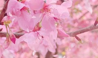 适合发樱花的朋友圈