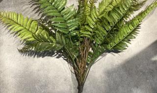 哪种植物属于有芒作物