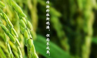 人生最好是小满的寓意