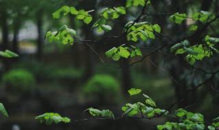 草色遥看近却无的全诗