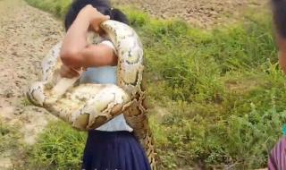 泥鳅钻豆腐的做法视频