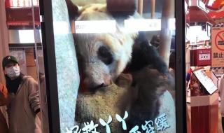 大熊猫丫丫的女儿美美