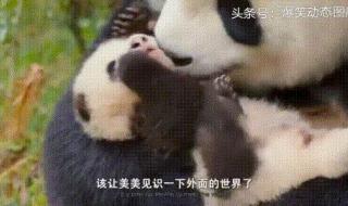 大熊猫丫丫的女儿美美
